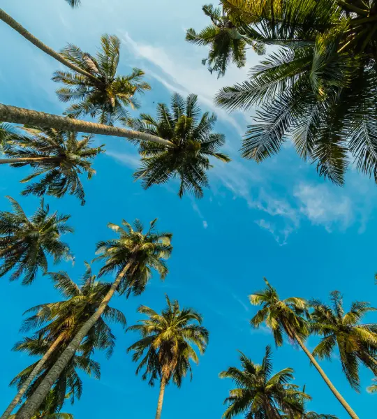 Looking up at coconut palms against a clear blue sky