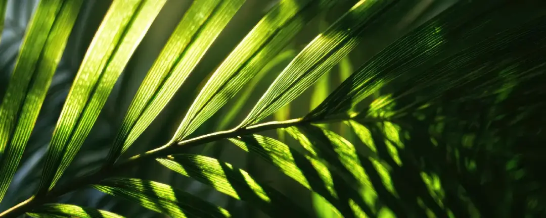 Vibrant green coconut palm fronds aerial view